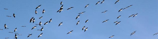 להקת שקנאים בשמי משמר השרון. צילום: יעקב שקולניק