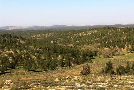צילום: יעקב שקולניק, ארכיון הצילומים של קקל