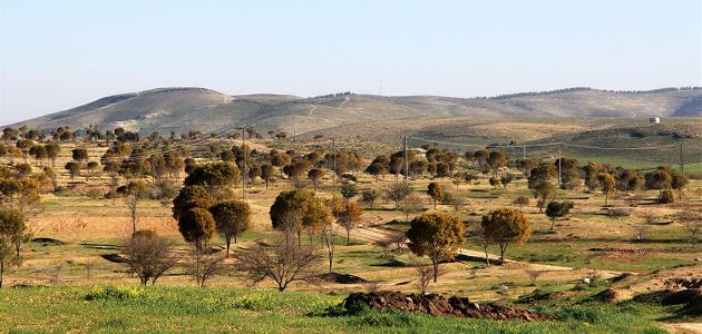 איקליפטוסים למרגלות יער יתיר. צילום: יעקב שקולניק