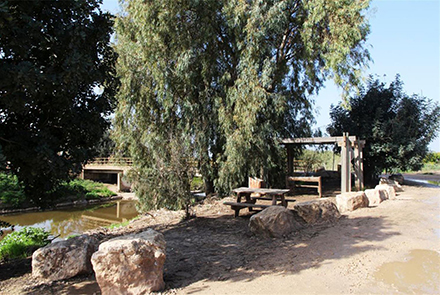 חניון עץ האהבה בנחל אלכסנדר. צילום: יעקב שקולניק, ארכיון הצילומים של קק"ל