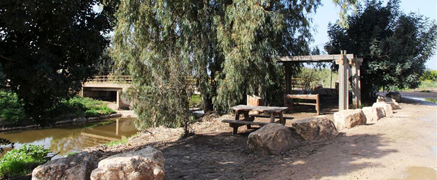 חניון עץ האהבה, נחל אלכסנדר. צילום: יעקב שקולניק