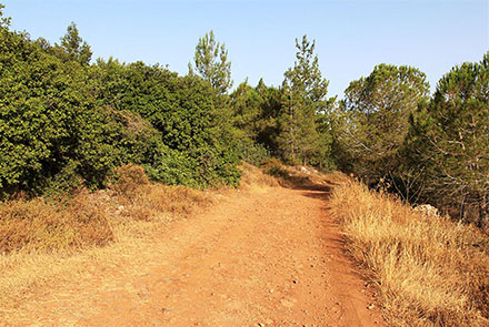 הדרך היורדת אל עין מטע. צילום: יעקב שקולניק, ארכיון הצילומים של קקל