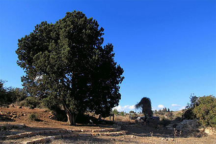 הברוש הגדול והמרשים בשביל קק"ל אילניה. צילום: יעקב שקולניק, ארכיון הצילומים של קק"ל