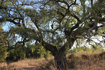השיזף העתיק. צילום: יעקב שקולניק, ארכיון הצילומים של קק"ל