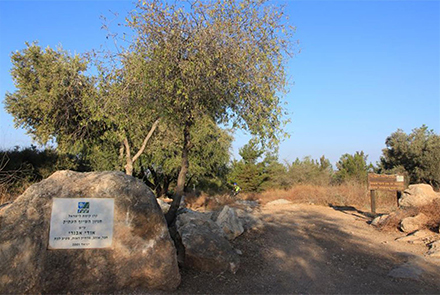 הכניסה לחניון השיזף העתיק. יעקב שקולניק, ארכיון הצילומים של קקל