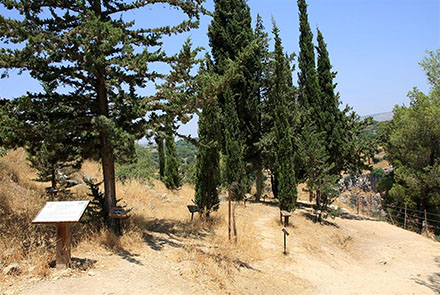 חורשת ברושים. צילום: יעקב שקולניק, ארכיון הצילומים של קקל