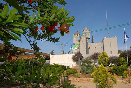 עץ הרימון נתן ריחו. ברקע מצודת ישע. צילום: יעקב שקולניק