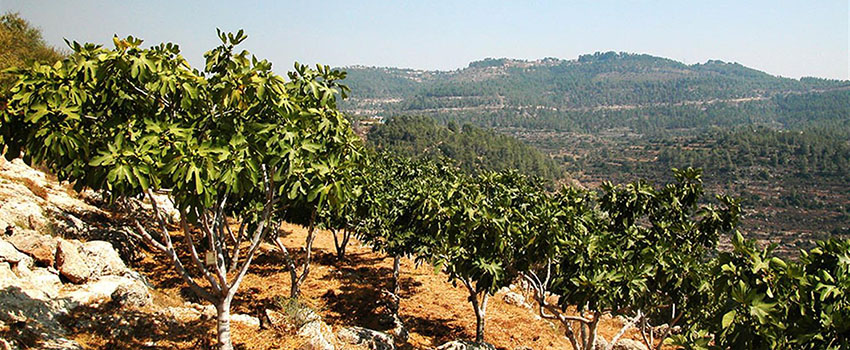 זני תאנים שנאספו מרחבי הארץ על מורדות הסטף. צילום: יעקב שקולניק