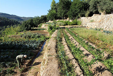 חלקות השלחין. חקלאות קדומה בסטף. צילום: יעקב שקולניק