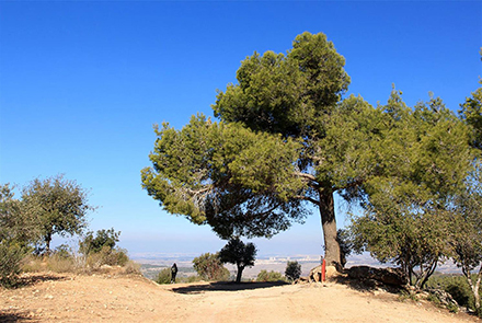 בסמוך לתצפית על שער הגיא תפגשו באורן הגדול. צילום: יעקב שקולניק
