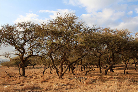 חורשת השיטה המלבינהץ צילום יעקב שקולניק, ארכיון הצילומים של קק"ל