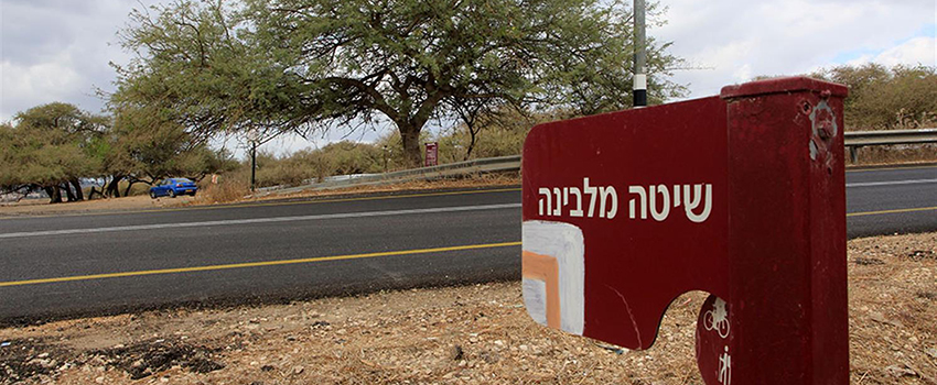 השיטה המלבינה. הגיעה אלינו מהסוואנות הלחות של מזרח אפריקה. צילום: יעקב שקולניק, ארכיון הצילומים של קקל