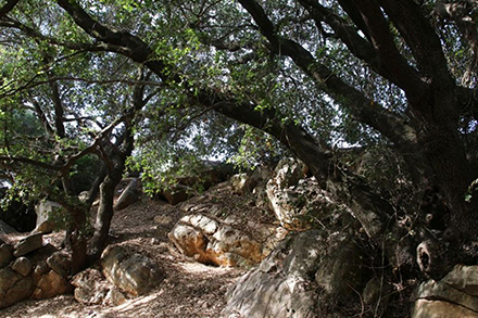 עצי האלון בנחל ברק מעניקים צל למטיילים. צילום: יעקב שקולניק, ארכיון הצילומים של קקל
