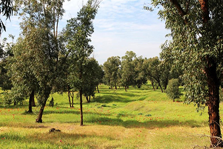 יער בארי באזור דרך מתקני המים. הכול ירוק ופורח. צילום: יעקב שקולניק
