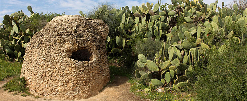 בור מים מהתקופה הביזאנטית ליד שיחי הסברס. צילום: יעקב שקולניק