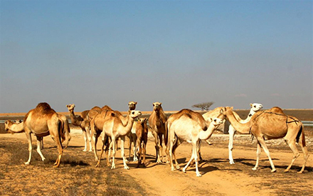 אולי תפגשו גם בגמלים לאורך נחל הבשור.
צילום: יעקב שקולניק, ארכיון הצילומים של קקל