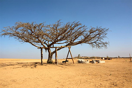 שלד עץ השיטה המפואר בנחל הבשור. צילום: יעקב שקולניק, ארכיון הצילומים של קק"ל