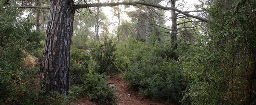 יער אפוף אווירת מסתורין. צילום: יעקב שקולניק, ארכיון הצילומים של קקל