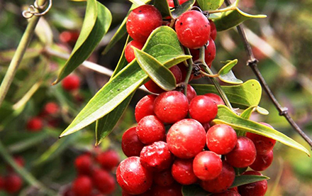 קיסוסית. ילום: יעקב שקולניק, ארכיון הצילומים של קק"ל