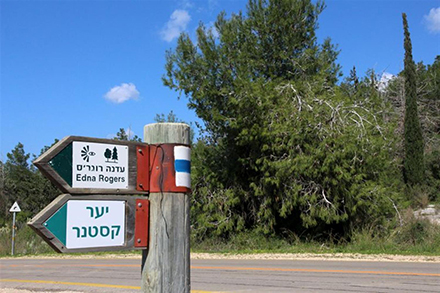 עוברים ביער קסטנר. מקום עם היסטוריה. צילום: יעקב שקולניק, ארכיון הצילומים של קקל
