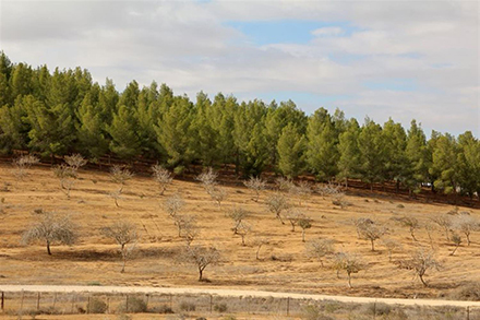 מטעי פיסטוקים ביער מיתר. צילום: יעקב שקולניק, ארכיון הצילומים של קק"ל