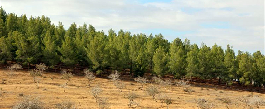 מטעי פיסטוקים ביער מיתר. מעדן לציפורים. צילום: יעקב שקולניק, ארכיון הצילומים של קקל
