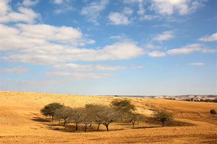 לימן ביער מיתר, לעצירת מי הנגר. צילום: יעקב שקולניק, ארכיון הצילומים של קקל
