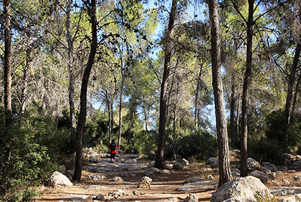 טיול כיפי ביער שלמרגלות המצפה. צילום: יעקב שקולניק
