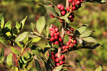 הפירות האדומים של אלת המסטיק. צילום: יעקב שקולניק
