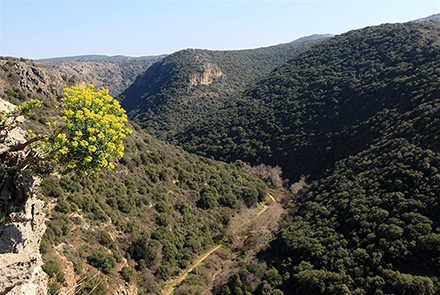 מבט על נחל כזיב ממצפור מונפור. צילום: יעקב שקולניק, ארכיון הצילומים של קקל
