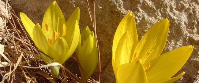 פורחות בסתיו, לשבוע בלבד. חלמוניות. צילום: טלילה ליבשיץ