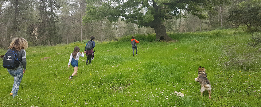 חורש טבעי ואלונים עתיקים ביער עירון. צילום: אדוה קימלפלד, ארכיון הצילומים של קקל