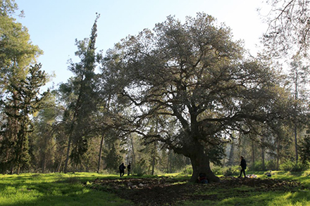 אלון התבור בח'ירבת עבאס. צילום: יעקב שקולניק, ארכיון הצילומים של קק"ל
