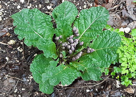 דודא רפואי. צילום: פנינה לבנון, ארכיון הצילומים של קקל
