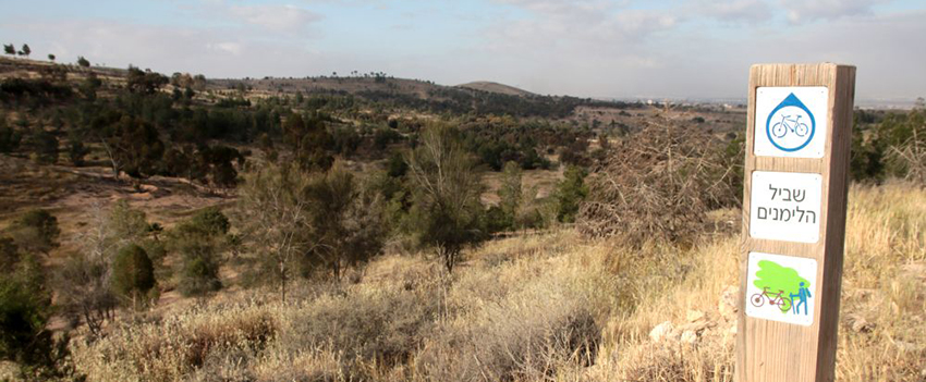 יער מיתר - יער ירוק בספר המדבר. צילום: יעקב שקולניק, ארכיון הצילומים של קקל
