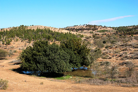 הלימן מלא ועץ החרוב אוגר מים לקראת הקיץ. צילום: יעקב שקולניק, ארכיון הצילומים של קקל
