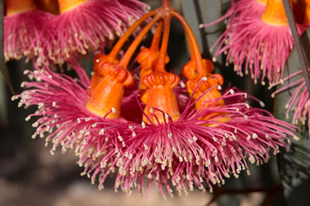 הפריחה המשגעת של איקליפטוס הצווארון. צילום: יעקב שקולניק, ארכיון הצילומים של קקל
