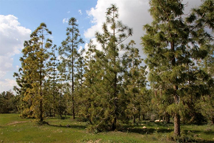 חפשו את המדבר. עצי אורן קנרי ביער מיתר. צילום: יעקב שקולניק, ארכיון הצילומים של קקל
