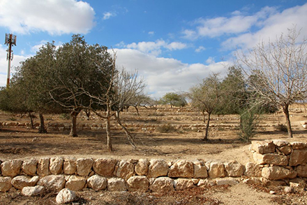 הטרסות המשוחזרות בתחילת המסלול. צילום: יעקב שקולניק, ארכיון הצילומים של קקל
