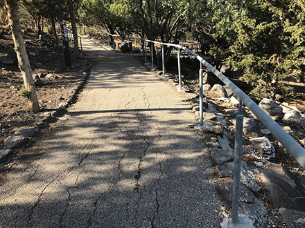 העצים ביער מותאמים כיום לתנאי הסביבה. צילום: כאמל עליאן, ארכיון הצילומים של קקל
