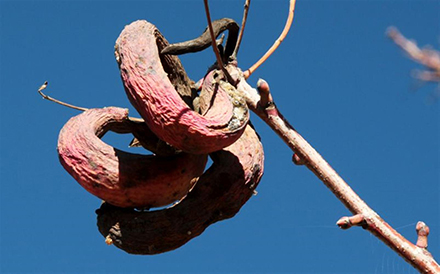 עפץ בננה על אלה ארץ ישראלית. צילום: יעקב שקולניק, ארכיון הצילומים של קקל
