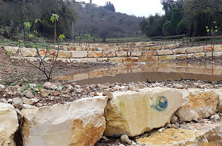 סכרונים ובוסתנים בדרך. בקרוב העצים יתנו פרי. צילום: פנינה לבנון, ארכיון הצילומים של קקל
