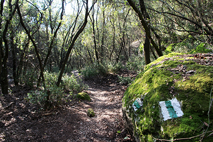 שביל מוצל לכל אורכו. צילום: יעקב שקולניק, ארכיון הצילומים של קקל