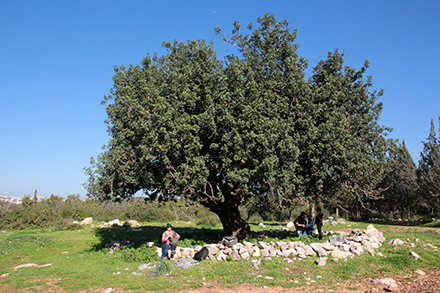 החרוב המפואר ביציאה מהשביל. צילום: יעקב שקולניק, ארכיון הצילומים של קקל