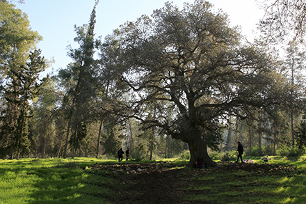 מזהים את השד? אחד מאלוני התבור הגדולים במסלול. צילום: יעקב שקולניק, ארכיון הצילומים של קקל