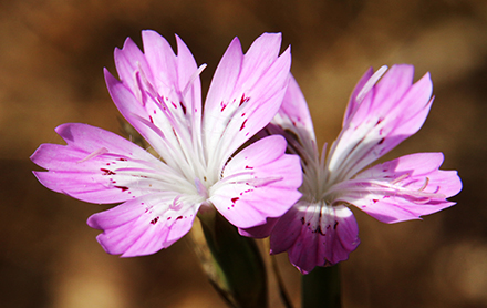 ציפורן נקוד, פורח באזור בקיץ. צילום: יעקב שקולניק, ארכיון הצילומים של קקל
