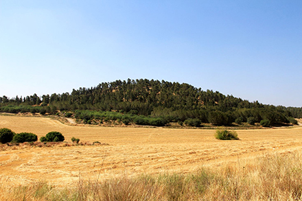 תל עדולם בקיץ. צילום: יעקב שקולניק, ארכיון הצילומים של קקל