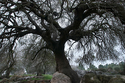 גדולה מהחיים. האלה האטלנטית של עדולם. צילום: יעקב שקולניק, ארכיון הצילומים של קקל