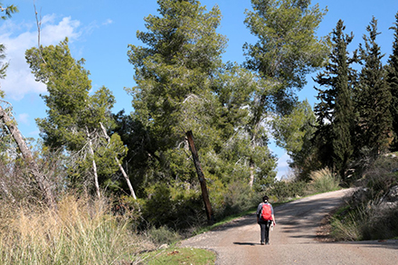 המעלה לתל עדולם. צילום: יעקב שקולניק, ארכיון הצילומים של קקל
