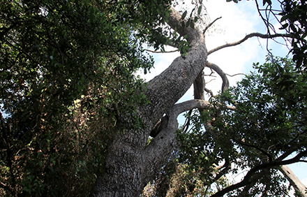 האורן הקשיש, מבט לצמרת. צילום: יעקב שקולניק, ארכיון הצילומים של קקל